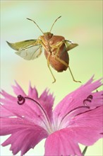 Green shield bug (Palomena prasina) in flight on a pink common pink (Dianthus plumarius)
