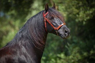 Black Pura Raza Espanola stallion with red bridle