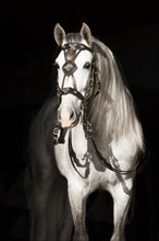 White Pura Raza Espanola stallion with baroque bridle