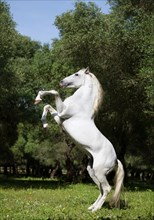 White Lusitano stallion rising