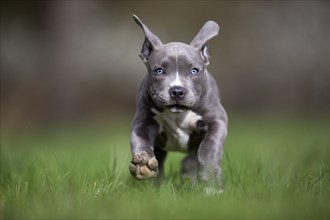 Staffordshire Terrier puppy