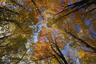 View from below into the tree tops in autumnal forest