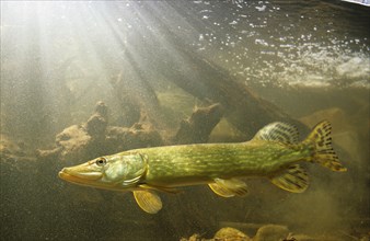 Northern pike (Esox lucius)