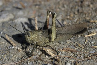Egyptian locust (Anacridium aegyptium)