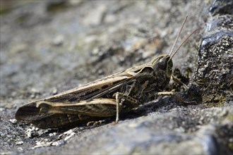 Bow-winged grasshopper (Chorthippus biguttulus)