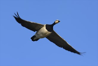 Barnacle goose (Branta leucopsis) in flight
