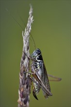 Roesel's bush-cricket (Roeseliana roeselii)