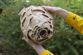 Hands holding large hornet nest