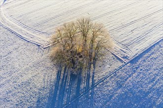 Group of trees in meadows with hoarfrost