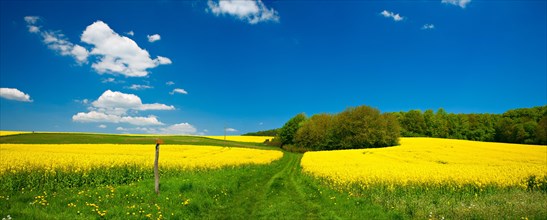 Hiking trail through blooming yellow rape fields