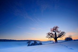 Winter landscape with solitary Oak