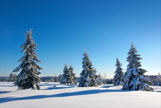 Snowy untouched winter landscape