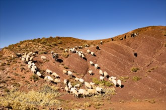 Sheep and goats going down the colored mountains on the road from Ait Ben Haddou to Telouet