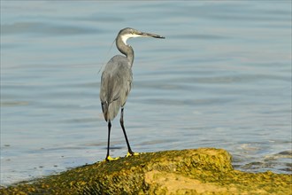 Little egret