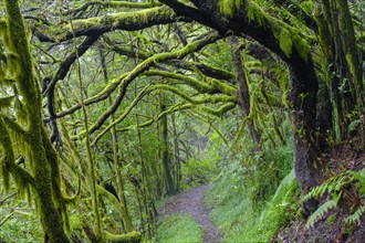 Forest path with mossy tree trunks in cloud forest
