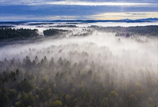 Wafts of mist over forest landscape near Geretsried