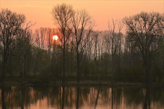 Trees on the Old Rhine at sunrise in spring