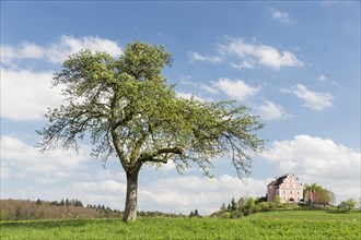 Spring on the Bodanrueck with Freudental Castle
