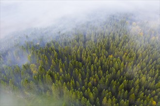 Mountain forest of spruces with wafts of mist