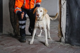 Rescue dog training