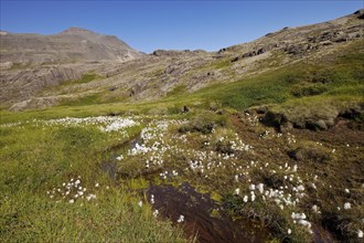 Mountainous landscape with cotton grass