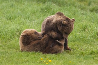 European Brown bears