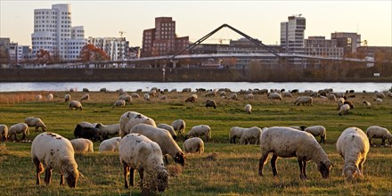 Sheep graze in the meadows on the banks of the Rhine in front of the Gehry buildings and the harbour bridge