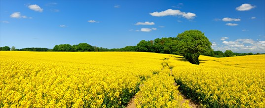 Flowering rape field under a blue sky with white clouds