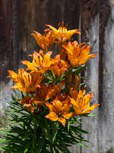 Flowering Fire lily