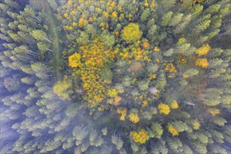 Autumnal mixed forest with wafts of mist from above