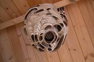 Big hornets' nest hangs on wooden ceiling