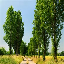Field path through poplar avenue in summer