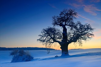 Winter landscape with solitary Oak