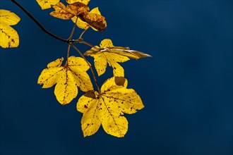 Autumnal Maple branch
