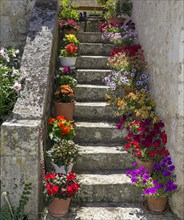 Flower pots on stairs with colourful flowers