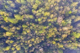 Autumnal mixed forest with birches and spruces from above