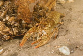 River crayfish