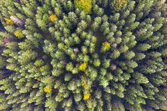 Autumn mixed forest from above