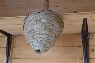 Wasps' nest hanging from a wooden ceiling