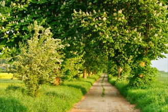 Field path through avenue with flowering Horse chestnuts
