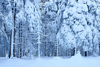 Snow-covered forest in winter