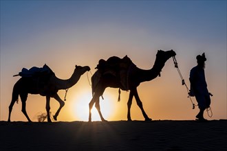 Silhouette of a man walking with his camels