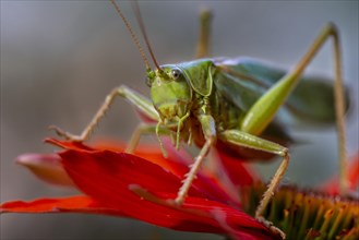 Locust, Great green bush cricket