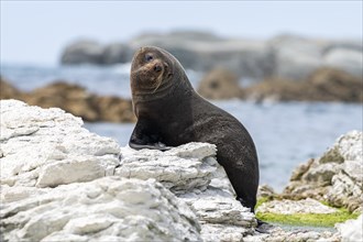 New Zealand fur seal (Arctocephalus forsteri) on rocks