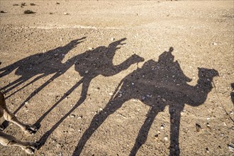 Shadows of dromedaries (Camelus dromedarius) caravan on the desert Agafay