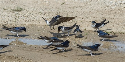 Common house martins (Delichon urbica) collecting material for nest-building