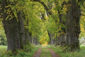 Kurfuerstenallee