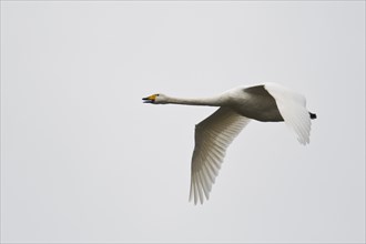 Whooper swan (Cygnus cygnus)