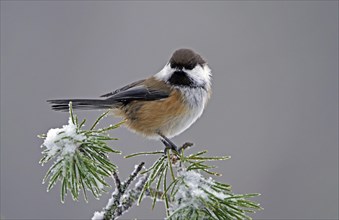 Grey-headed Chickadee (Poecile cinctus)