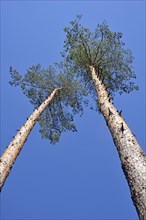 Pines (Pinus)